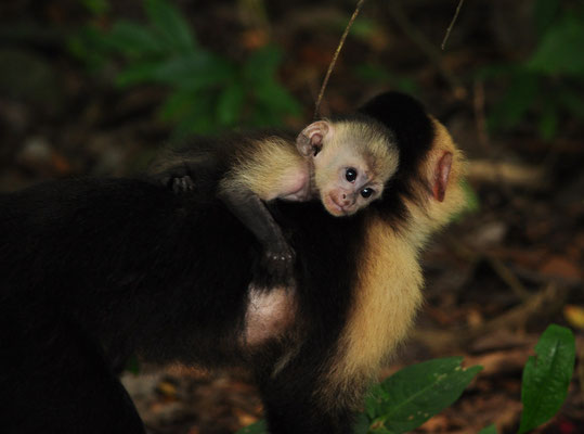 Mère capucin moine portant son petit (Parc national Manuel Antonio, Costa Rica)  Juillet 2014