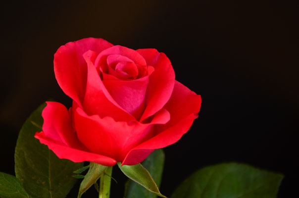 Mignonne, allons voir si la rose...