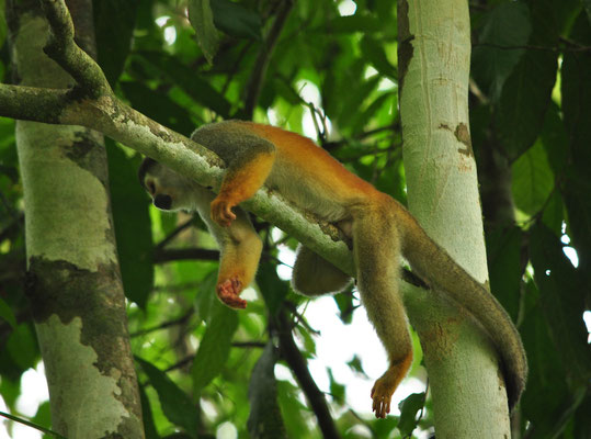 Singe-écureuil à dos rouge (Parc national Manuel Antonio, Costa Rica)  Juillet 2014