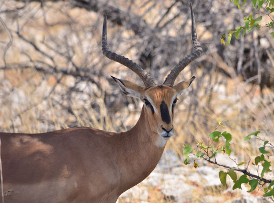 Impala (Parc national d'Etosha, Namibie)  Octobre 2016