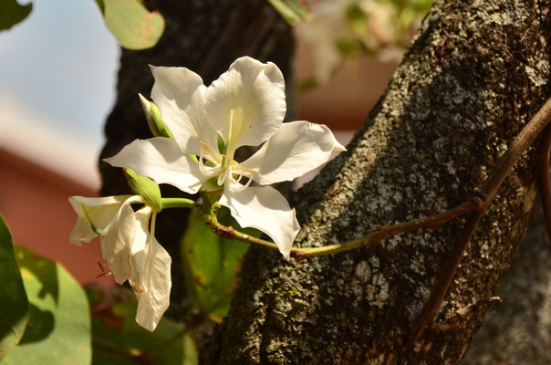 Bauhinia (Tananarive, Madagascar)