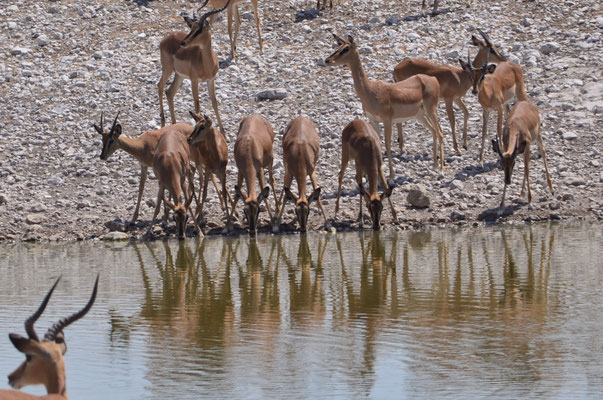Impalas en train de boire (Parc national d'Etosha)