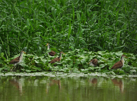 Jacanas du Mexique juvéniles (Parc national de Tortuguero, Costa Rica)  Juillet 2014