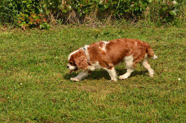 Cavalier King Charles