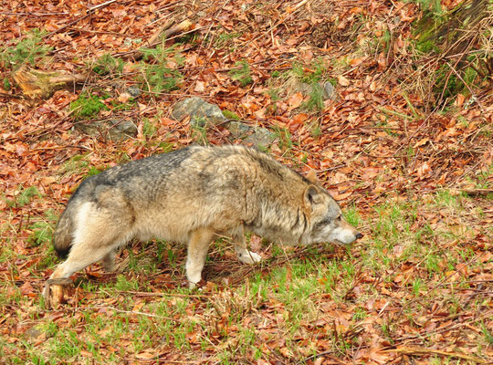 Loup (Parc animalier de Falkenstein, Bavière, Allemagne)  Avril 2013