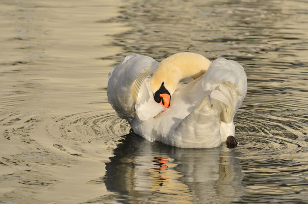 Toilette de cygne