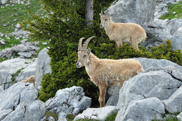 Bouquetins (Savoie, France)