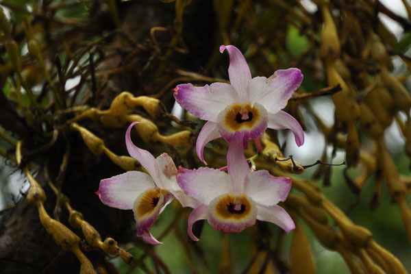 Orchidée arboricole (environs des chutes de Prenn, Vietnam)  Mars 2013