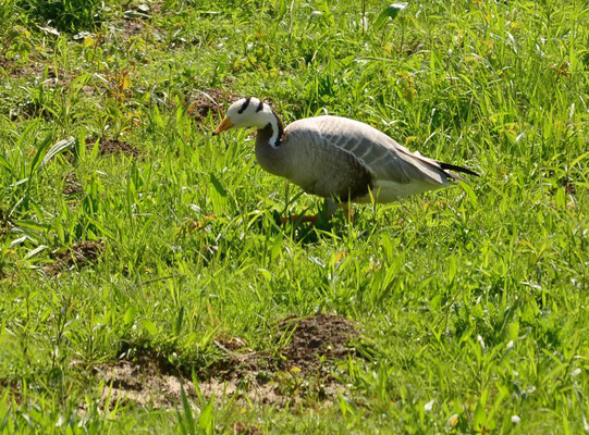 Oie à tête barrée (Petite Camargue alsacienne, Haut-Rhin)  Avril 2016