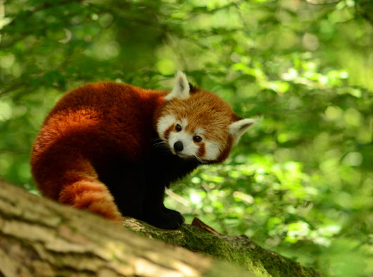 Panda roux (Parc animalier de Sainte-Croix, Moselle)  Juin 2016