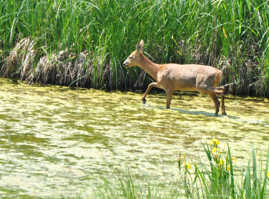 Chevrette (Petite Camargue alsacienne, Haut-Rhin)  Juin 2013