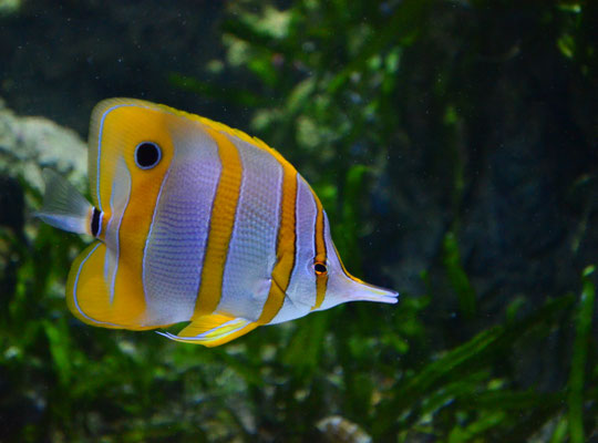 Poisson-papillon à bandes cuivrées