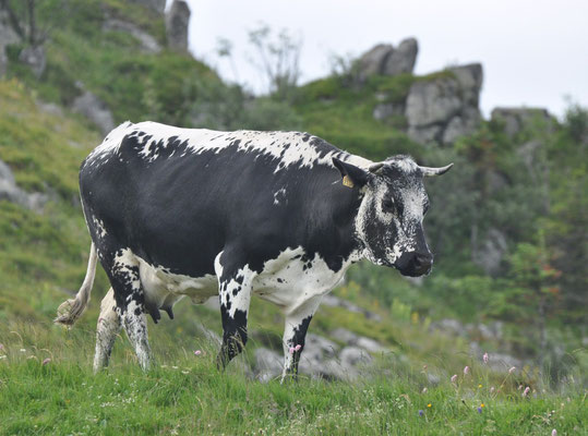 Vache vosgienne (Massif du Hohneck, Vosges)  Juin 2011