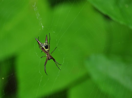 Araignée à épines (Carara, Costa Rica)  Juillet 2014