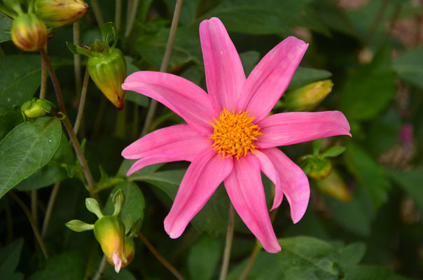 Dahlia Rose Parfait