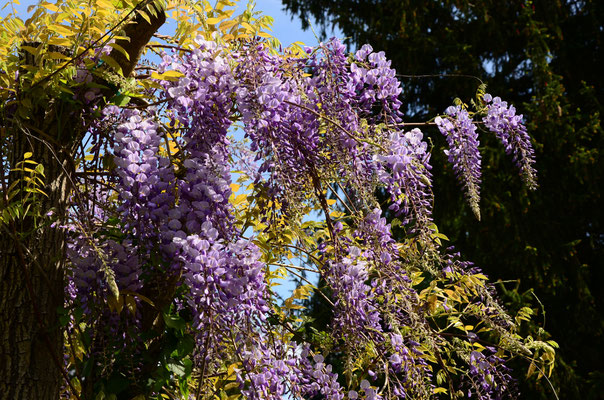 Glycine (Mulhouse, Haut-Rhin)  Avril 2015