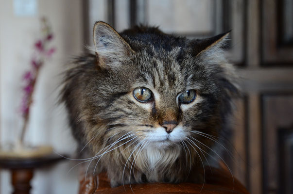 Minette