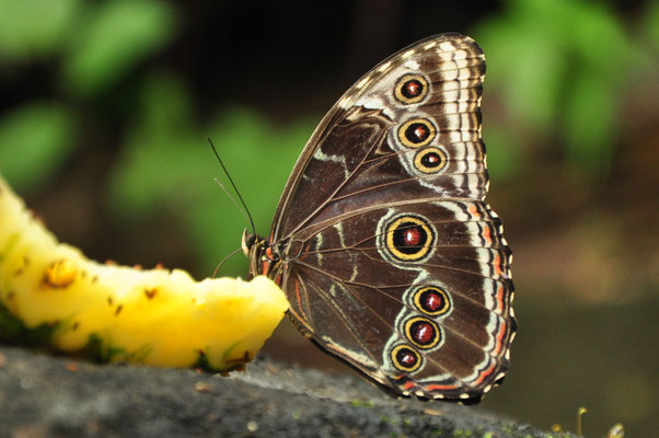 Ocelles du morpho bleu (Costa Rica)