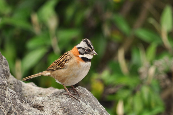 Bruant chingolo (Irazu, Costa Rica)
