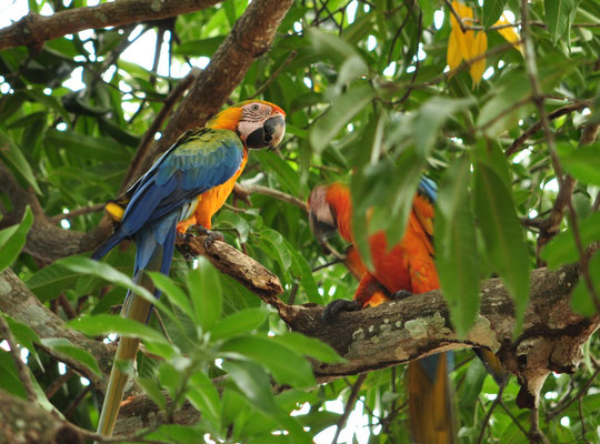 Aras bleus (Centre de conservation des aras, Limonal, Costa Rica)  Juillet 2014