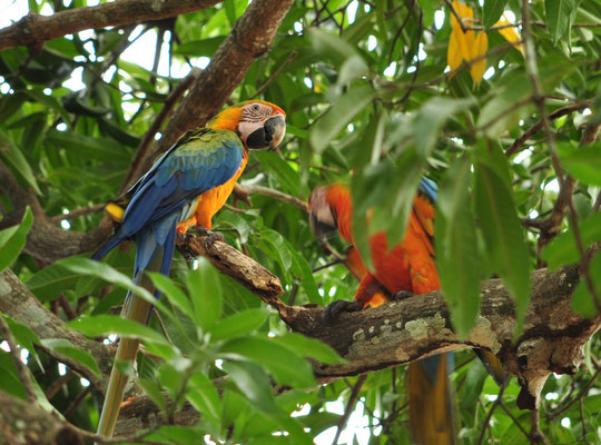 Aras bleus (Centre de conservation des aras, Limonal, Costa Rica)  Juillet 2014