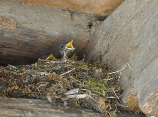 Bébés rougequeues dans leur nid (Hunawihr, Haut-Rhin)  Juin 2012