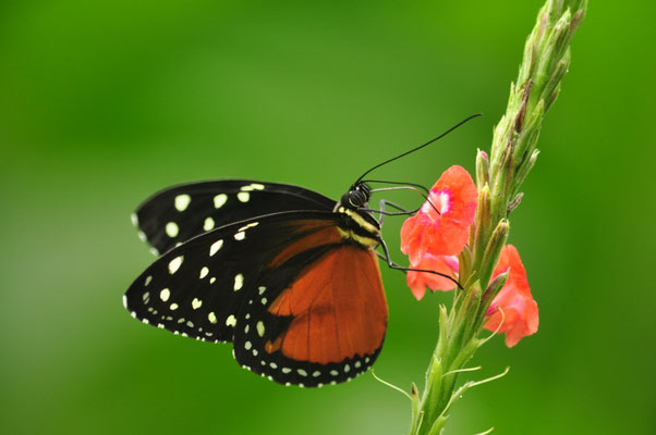Hécalé (Carara, Costa Rica)