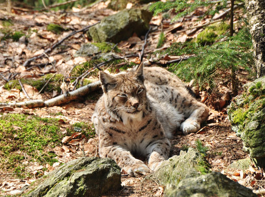 Lynx boréal (Parc animalier de Lusen, Bavière, Allemagne)  Avril 2013