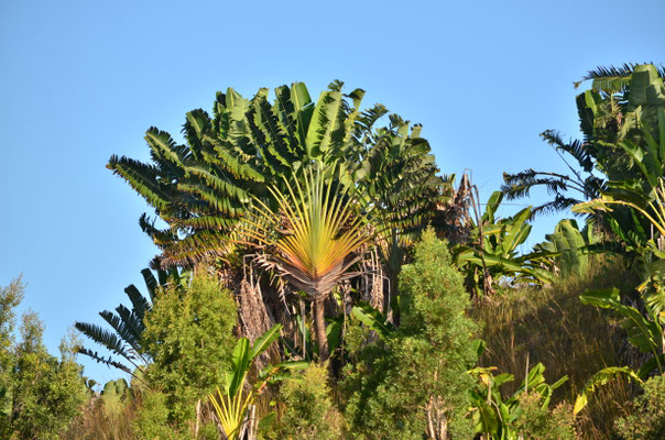 Arbre du voyageur (au bord du canal des Pangalanes)