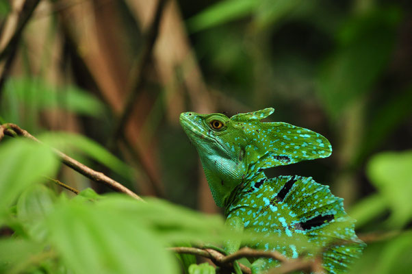 Basilic vert mâle