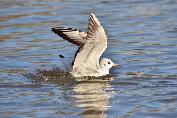 Mouette rieuse (Alsace, France)