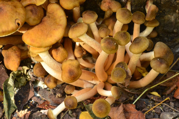 Jeunes armillaires couleur de miel  (Petite Camargue alsacienne, Haut-Rhin)  Octobre 2017