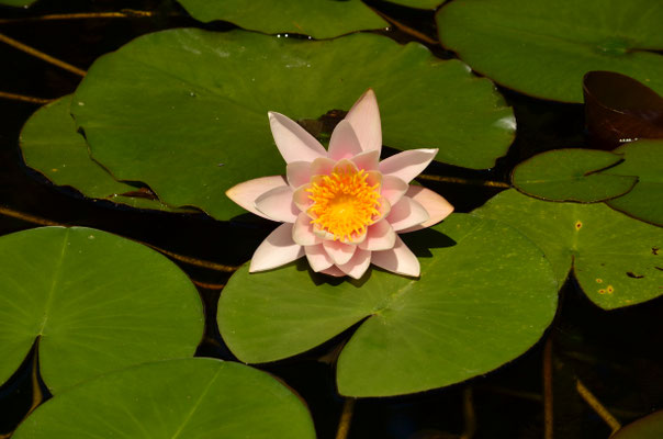 Nénuphar rose (Alsace, France)