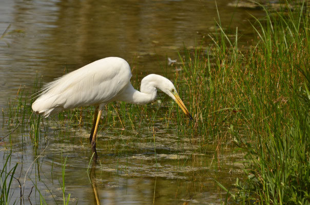 Grande aigrette