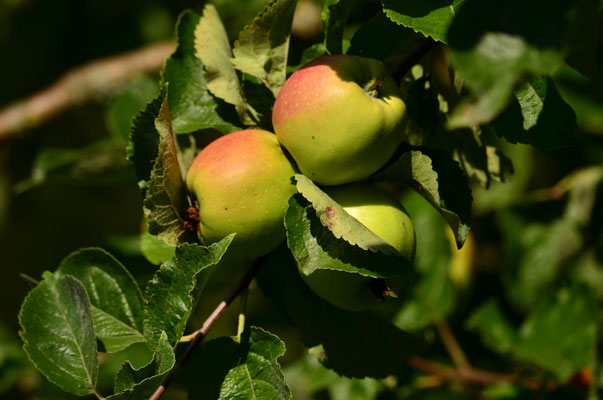 Pommes (Petite Camargue alsacienne, Haut-Rhin)  Août 2017