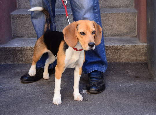 Beagle (Mulhouse, Haut-Rhin)  Août 2015