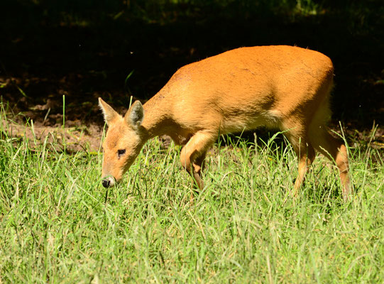 Hydropote (Parc animalier de Sainte-Croix)  Juin 2016