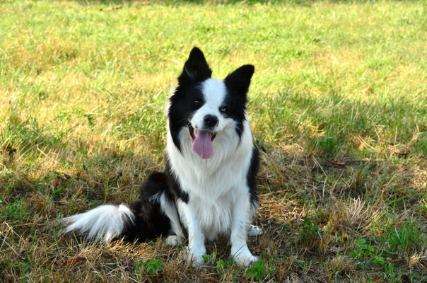 Border collie