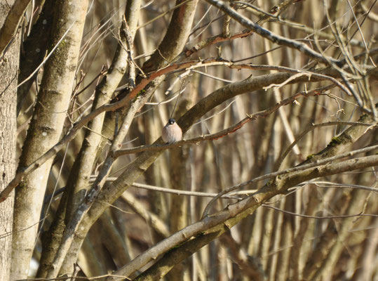 Bouvreuil pivoine femelle (Sentier du Stockenberg, Haut-Rhin)  Février 2012 