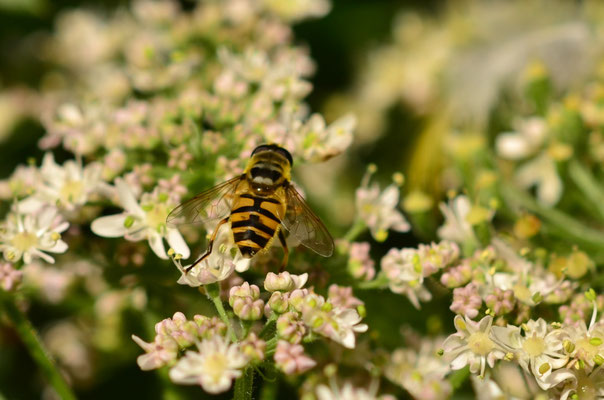 Eristale des fleurs