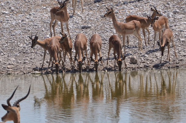 Impalas assoiffées