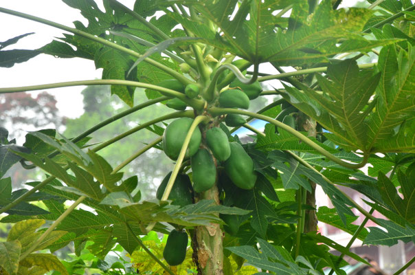 Papayer (Jardin des épices, Periyar, Kerala, Inde)