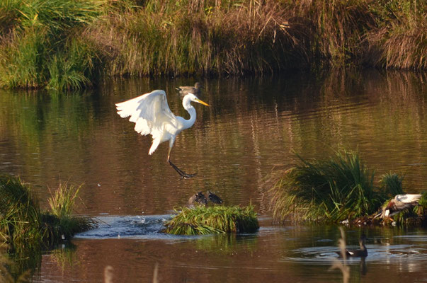 Grande aigrette