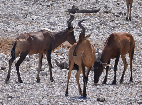 Bubales roux (Parc national d'Etosha, Namibie)  Octobre 2016