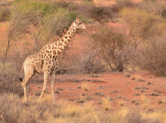 Girafe (Désert du Kalahari, Namibie)  Octobre 2016