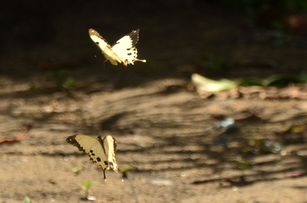 Dardanus (Tapakala, Madagascar)