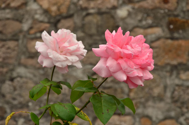 Roses