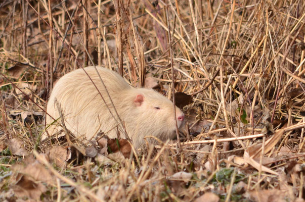 Ragondin albinos