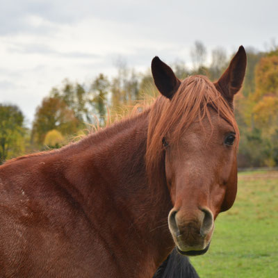 Cheval (Alsace)