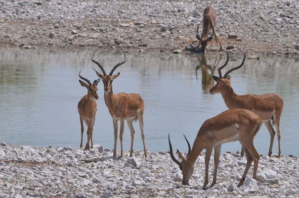 Impalas (Namibie)